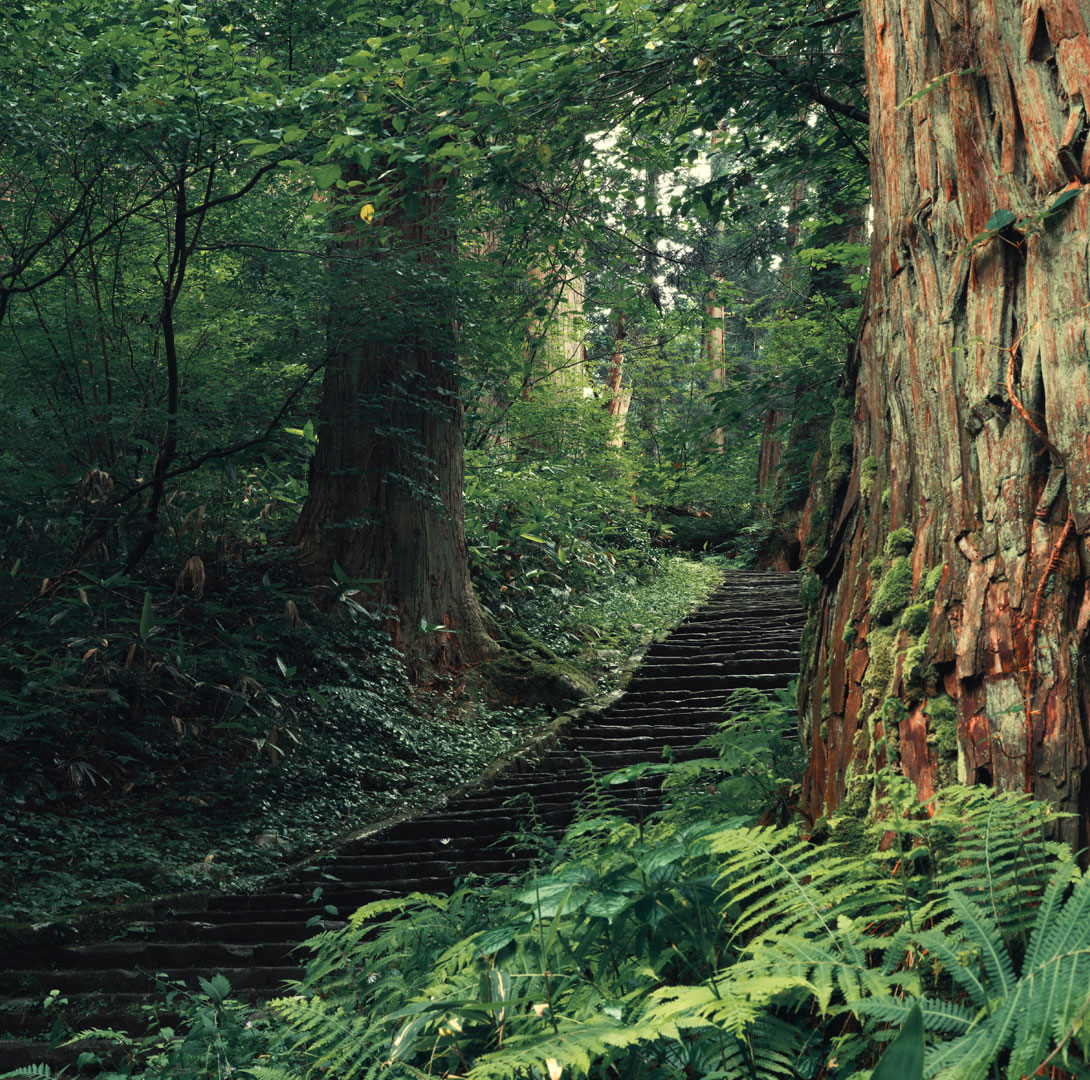 風のとおり道(1988)