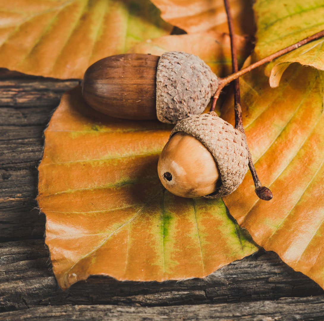 となりのトトロ(1988)